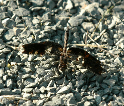 618cooksFishH 047filligreeSkimmer.jpg