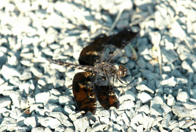 618cooksFishH 050filligreeSkimmer.jpg