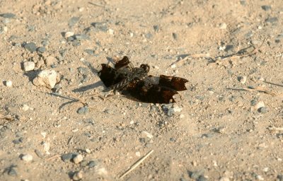 618cooksFishH 051filligreeSkimmer.jpg