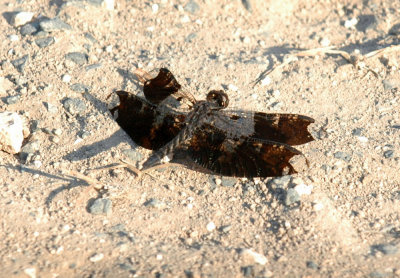 618cooksFishH 052filligreeSkimmer.jpg
