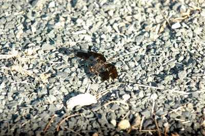 618cooksFishH 054filligreeSkimmer.jpg