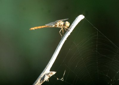 618cooksFishH 056roseatteSkimmer.jpg