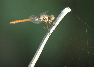 618cooksFishH 057roseateSkimmer.jpg