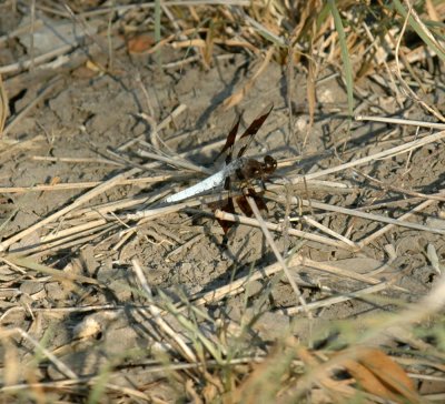 618cooksFishH 058commonwhitetail.jpg