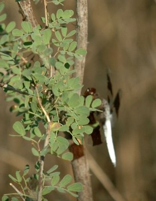 618cooksFishH 059commonwhitetail.jpg