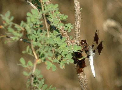 618cooksFishH 060commonwhitetail.jpg