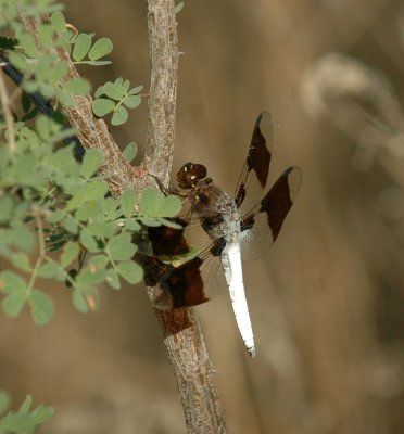 618cooksFishH 061commonwhitetail.jpg