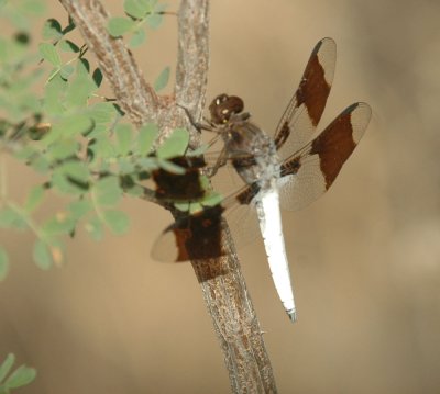 618cooksFishH 062commonwhitetail.jpg