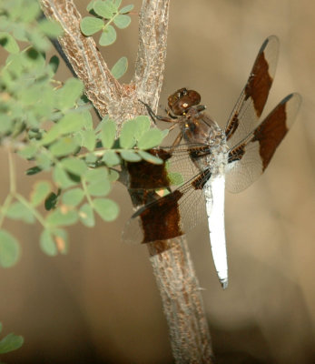 618cooksFishH 063commonwhitetail.jpg