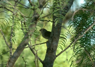 618cooksFishH 065olivesparrow.jpg