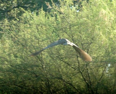 618cooksFishH 066blkCrownedNightHeron.jpg