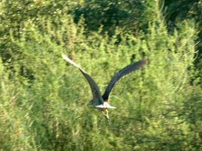 618cooksFishH 067blackcrownedNightHeron.jpg