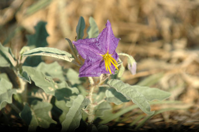 618cooksFishH 071purpleZann.jpg