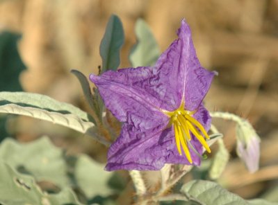 618cooksFishH 072purpleZann.jpg