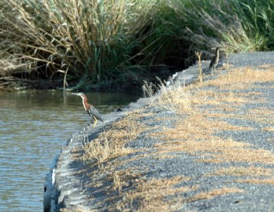 619cooks 001greenherons.jpg
