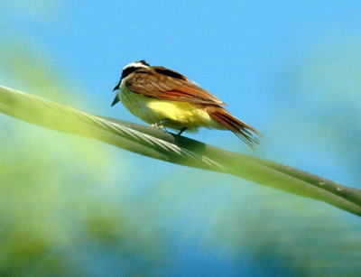 619cooks 002greatkiskadee.jpg