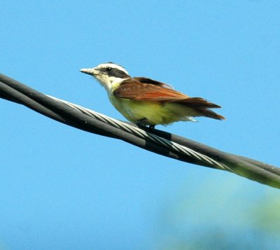 619cooks 003greatkiskadee.jpg