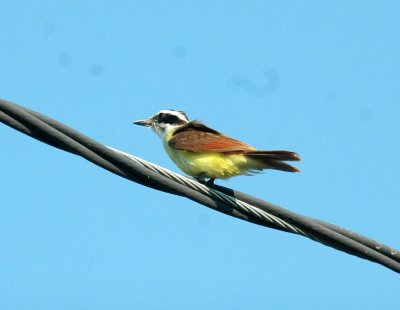 619cooks 005greatkiskadee.jpg