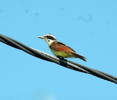 619cooks 006kiskadee.jpg