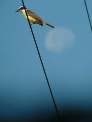 619cooks 015moon under kiskadee.jpg