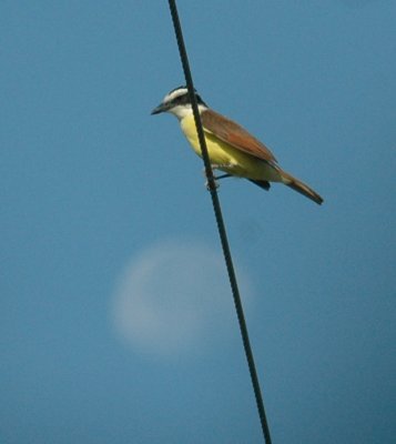 619cooks 016moon and great kiskadee zzzzzzzzzzzz.jpg