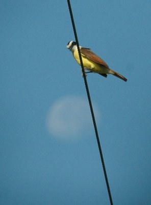 619cooks 017moon and great Kiskadee.jpg