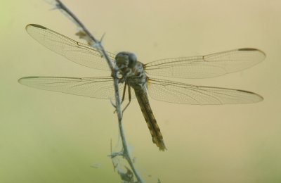 619cooks 025dragonfly.jpg