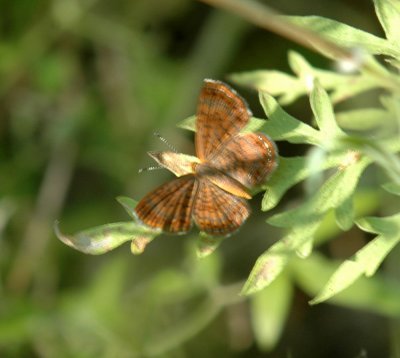 619cooks 033fatal metalmark.jpg