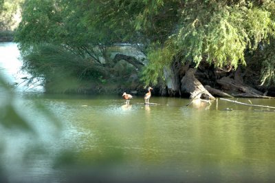 619cooks 036heronflyway.jpg