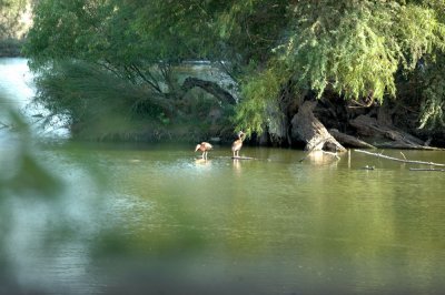 619cooks 037heronflyway.jpg