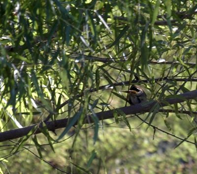 619cooks 047commonyellowthroat.jpg