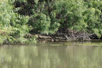 619cooks 065greenkingfisherpond.jpg