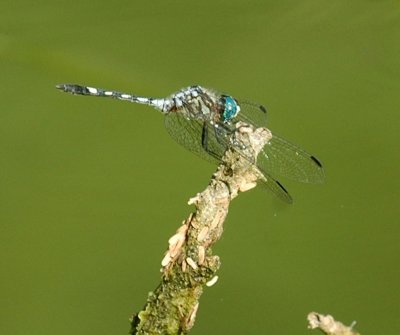 619cooks 074thornbushdasher.jpg
