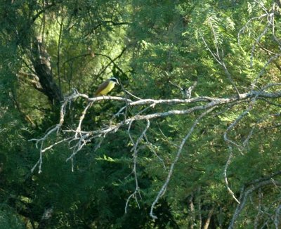 619cooks 077kiskadee.jpg