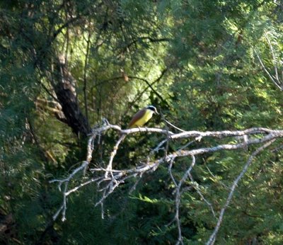 619cooks 078great kiskadee.jpg