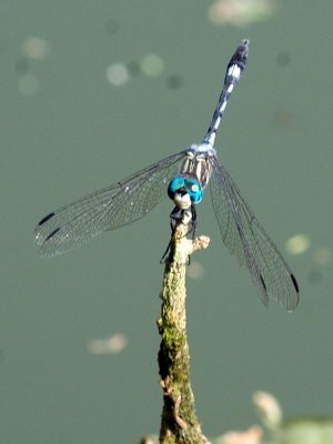 619cooks 079thornbushdasher.jpg