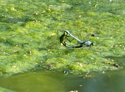 619cooks 081commonpondhawk.jpg