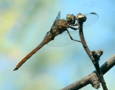 619cooks 089roseateSkimmer.jpg