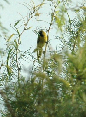 620cooks 050orchardOriole2.jpg