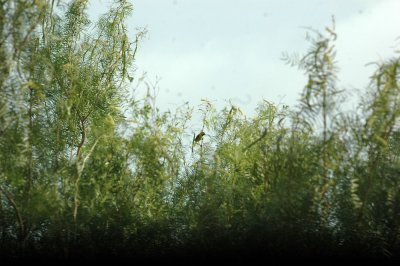 620cooks 051orchardOriole.jpg