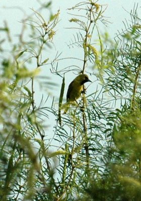 620cooks 052orchardOriole2.jpg