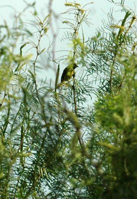 620cooks 053orchardoriole2.jpg