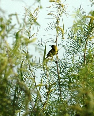 620cooks 055orchardOriole2.jpg
