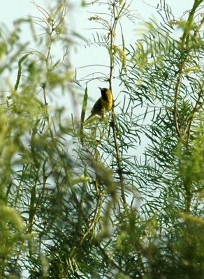 620cooks 056orchardOriole2.jpg
