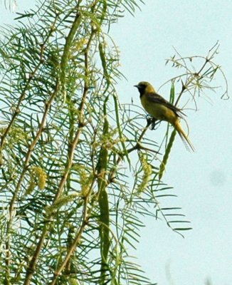620cooks 058orchardOriole2.jpg