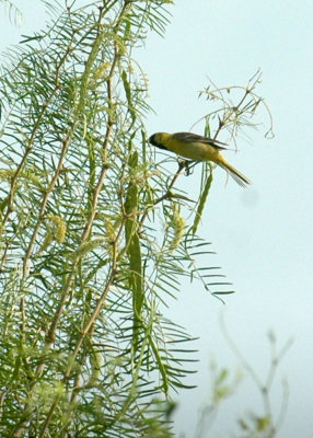 620cooks 060orchardOriole2.jpg