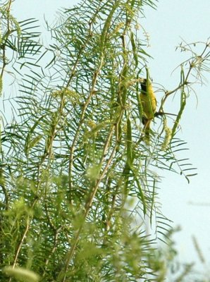 620cooks 062orchardOriole2.jpg