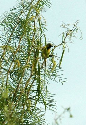 620cooks 063orchardOriole2.jpg