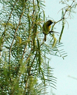 620cooks 064orchardOriole2.jpg