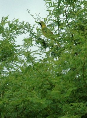 620cooks 066orchardOriole2.jpg
